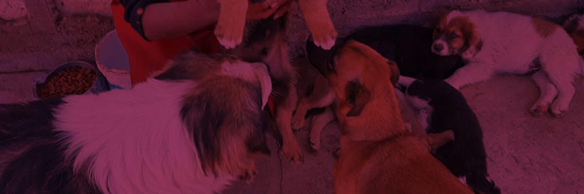 Fondo de Perritos Abandonados del Albergue