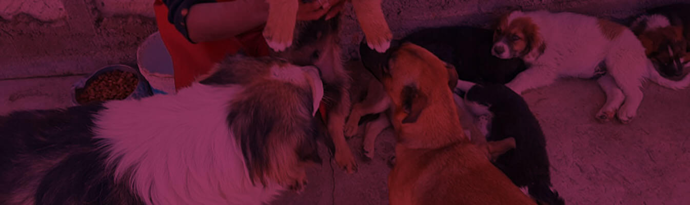 Fondo de Perritos Abandonados del Albergue