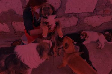 Albergue de Perros Abandonados en Arequipa